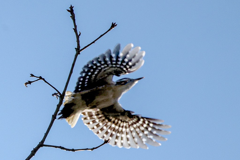 Hairy Woodpecker - ML631956972