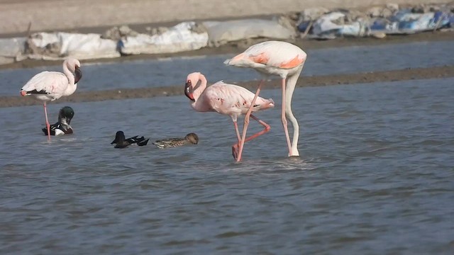 Flamant nain - ML631956977