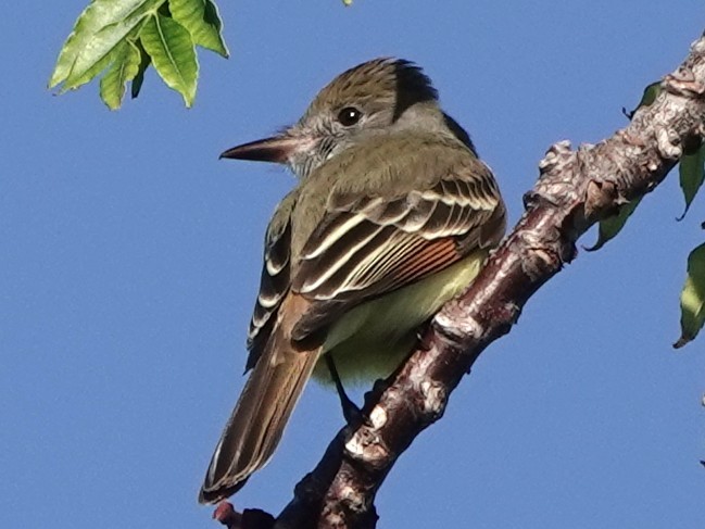 Great Crested Flycatcher - ML631957004