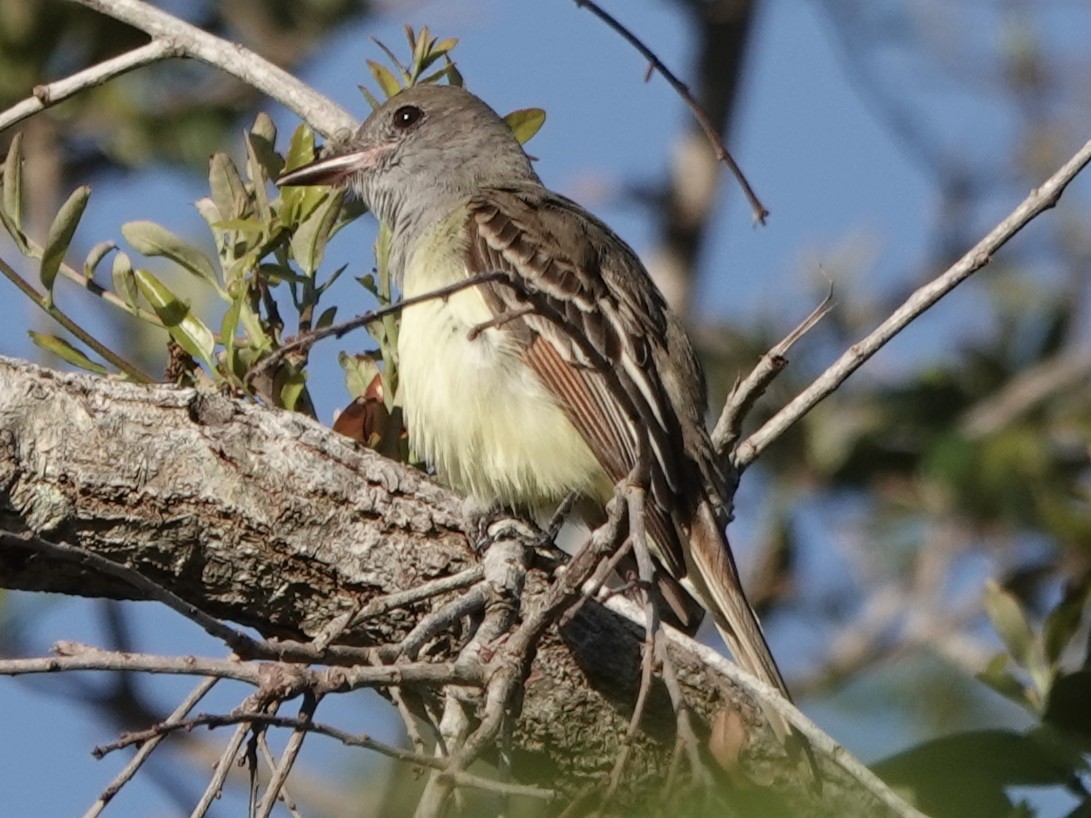 Great Crested Flycatcher - ML631957005