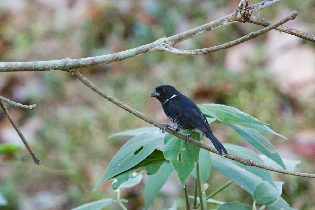 Variable Seedeater - ML631957148