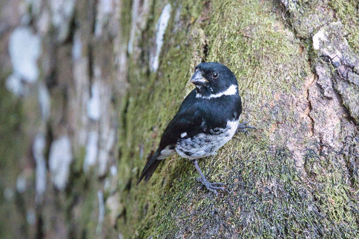 Variable Seedeater - ML631957156