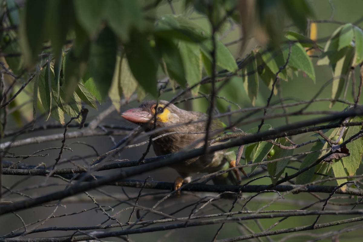 Brown-headed Barbet - ML631957249