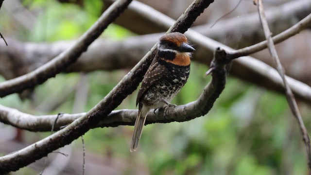 Spotted Puffbird - ML631957335