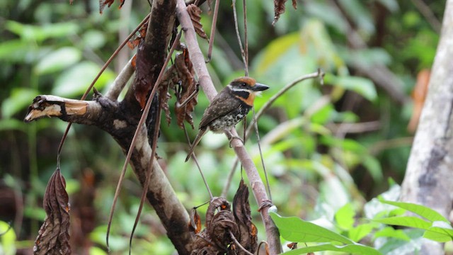 Spotted Puffbird - ML631957337