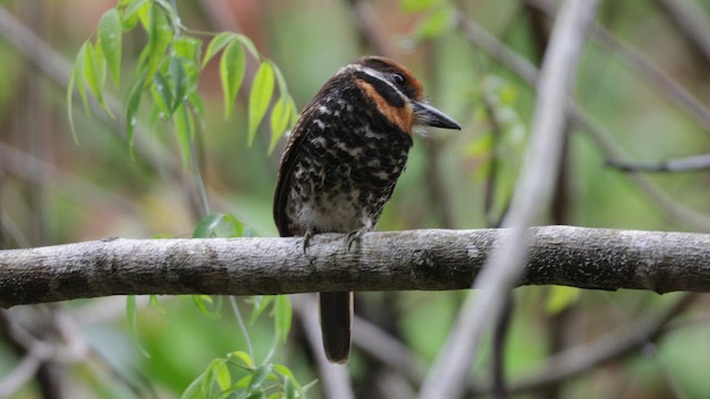 Spotted Puffbird - ML631957339