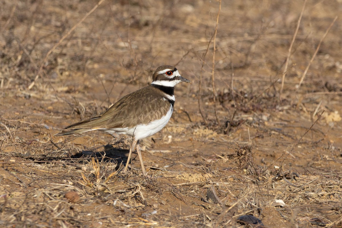 Killdeer - ML631957551