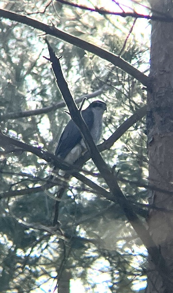 American Goshawk - ML631957636