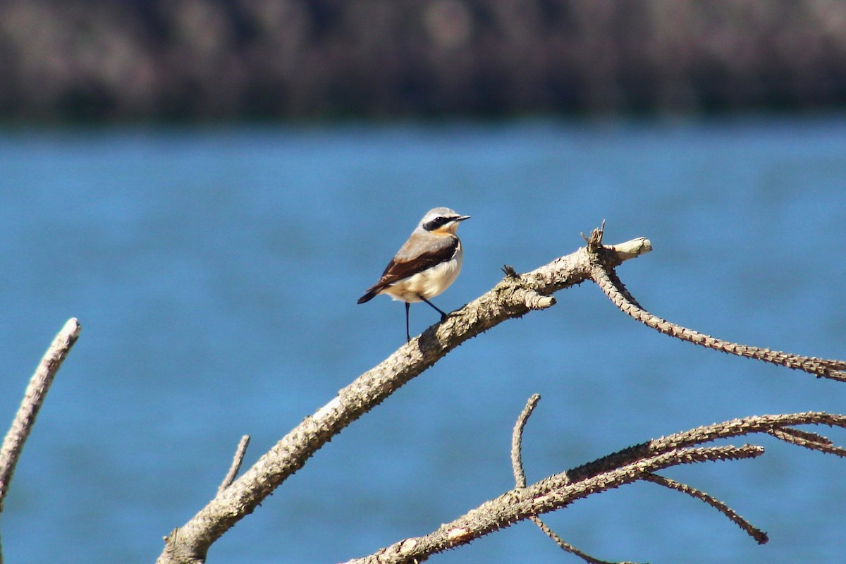 Northern Wheatear - ML631957642