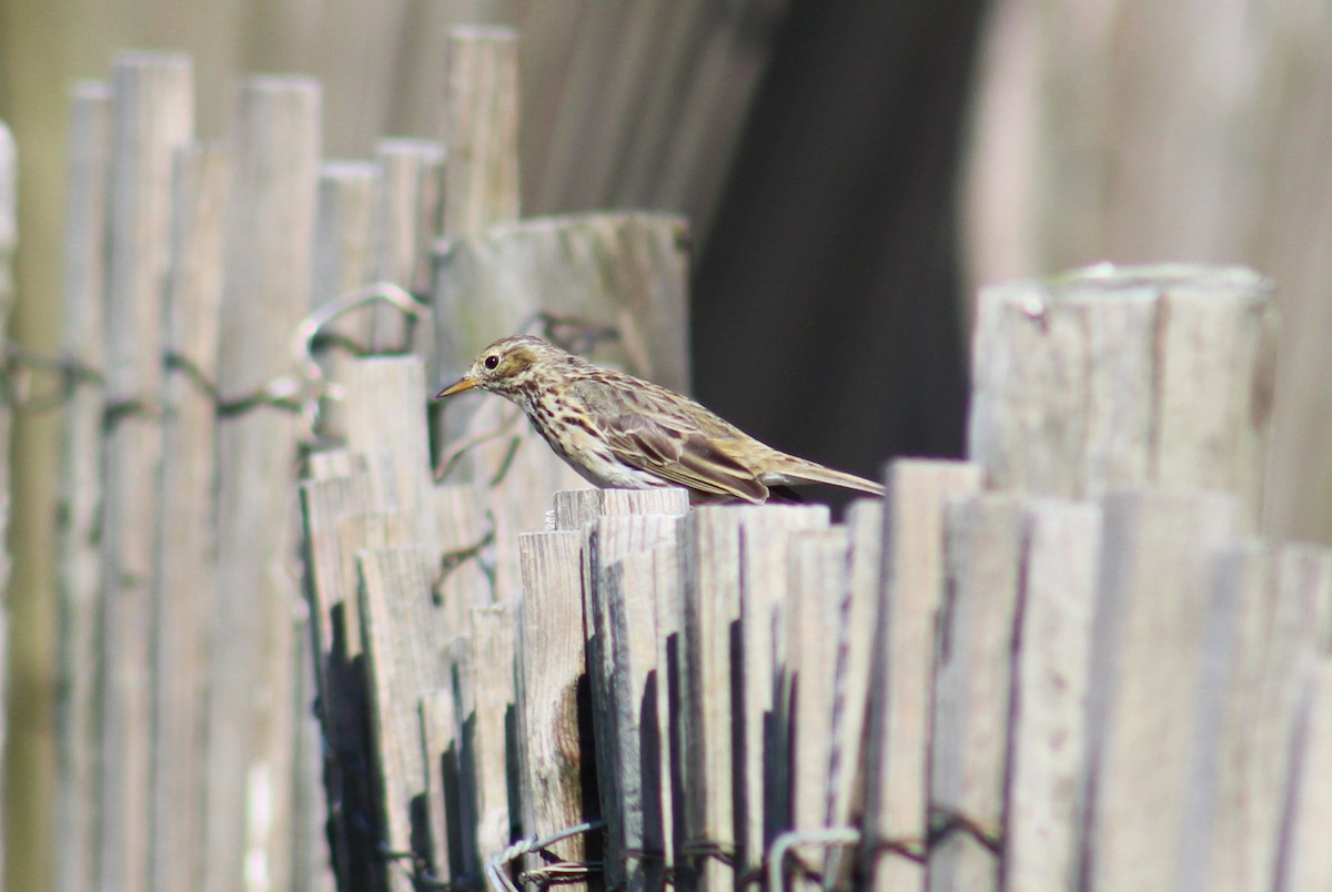 Meadow Pipit - ML631957658