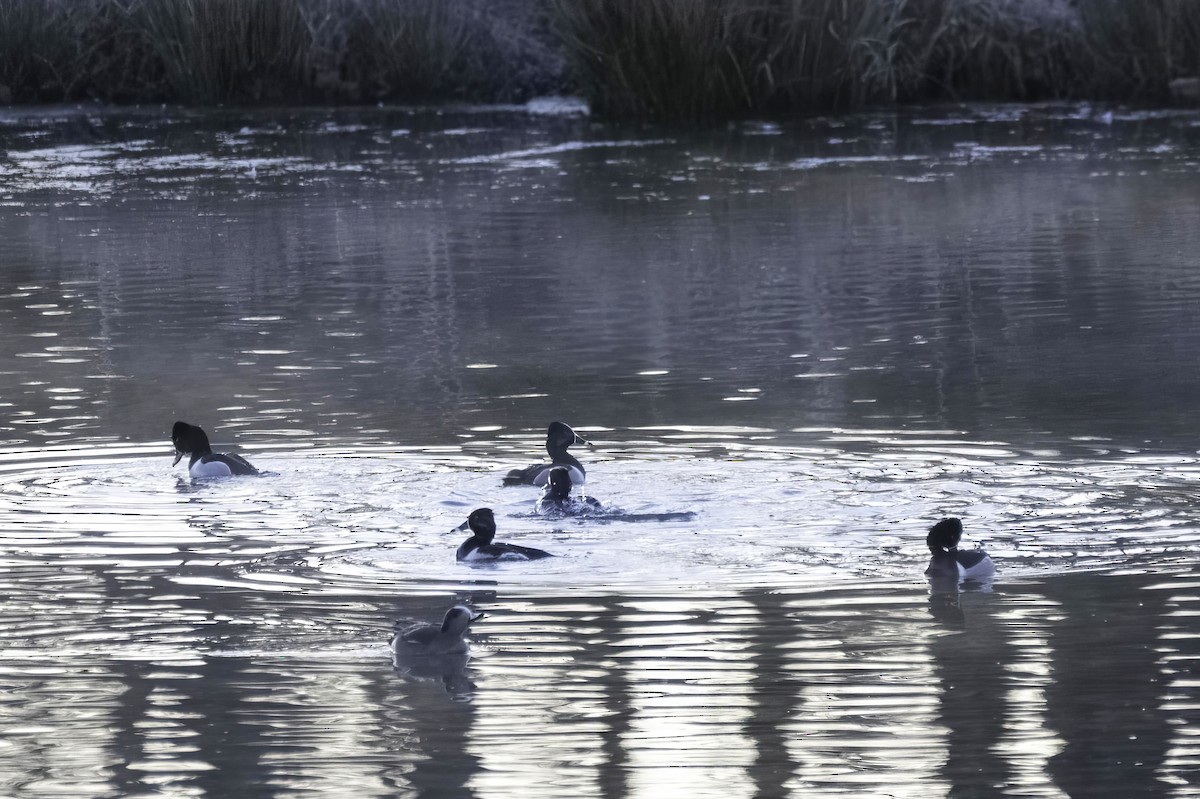 Ring-necked Duck - ML631957672