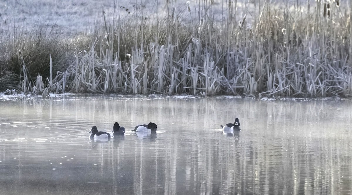 Ring-necked Duck - ML631957673