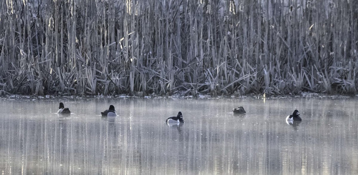 Ring-necked Duck - ML631957674