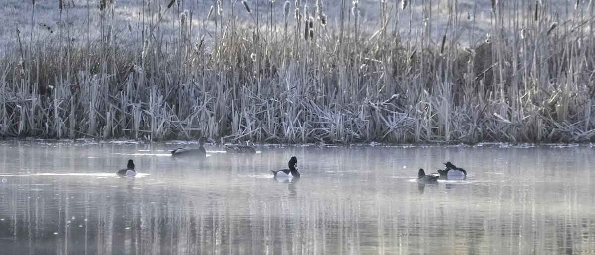 Ring-necked Duck - ML631957675