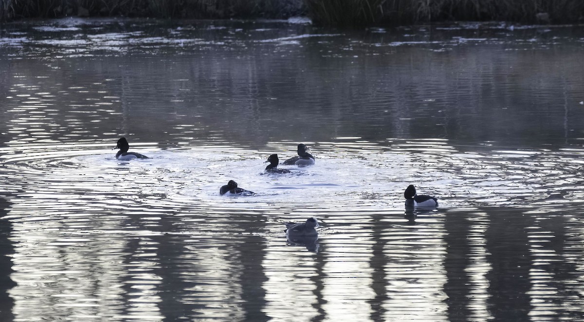 Ring-necked Duck - ML631957676