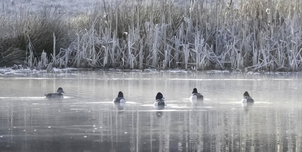 Ring-necked Duck - ML631957677