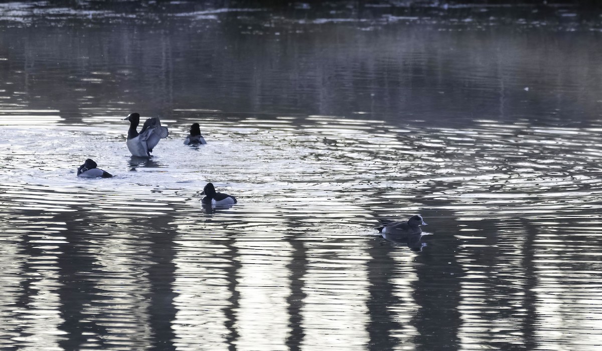 Ring-necked Duck - ML631957679