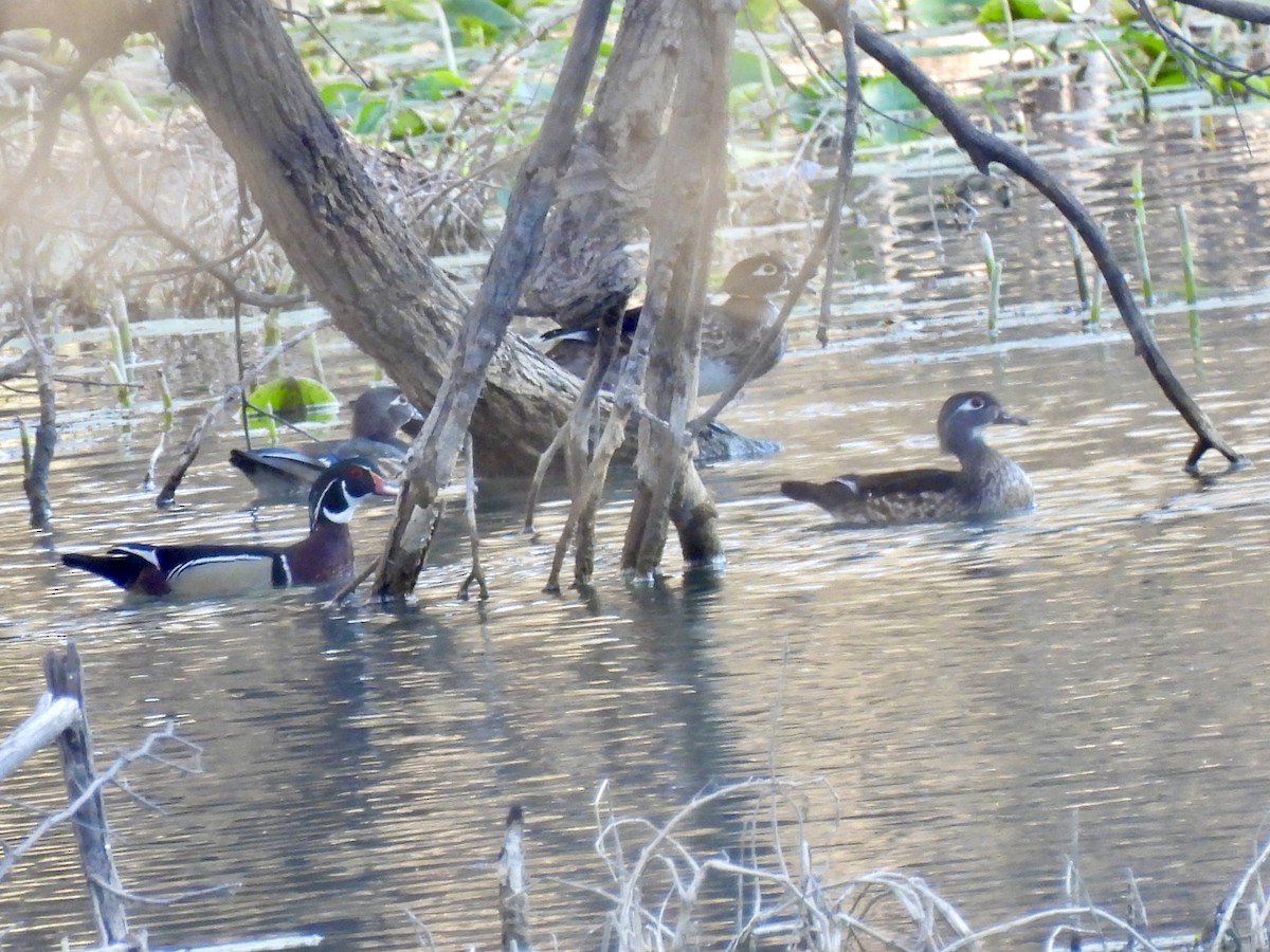 Wood Duck - ML631957706