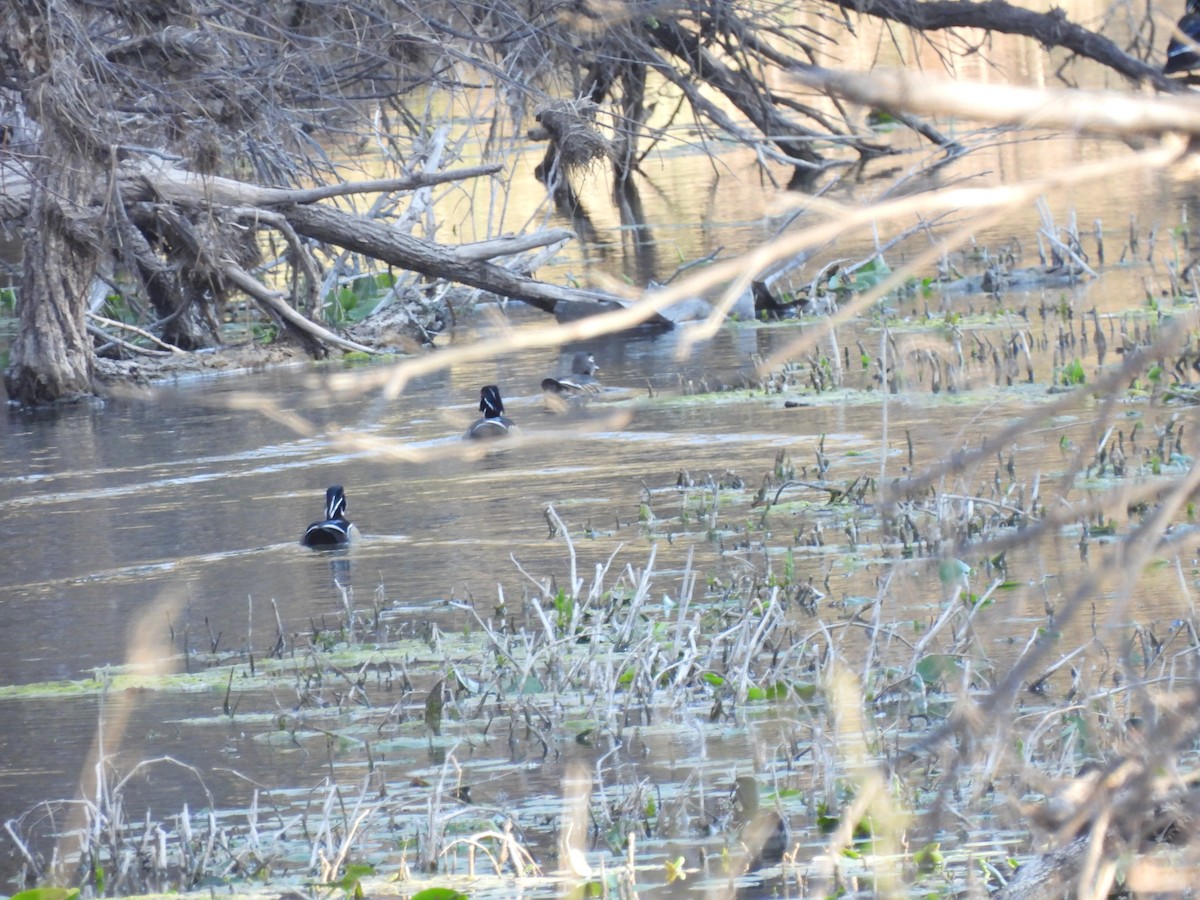 Wood Duck - ML631957707