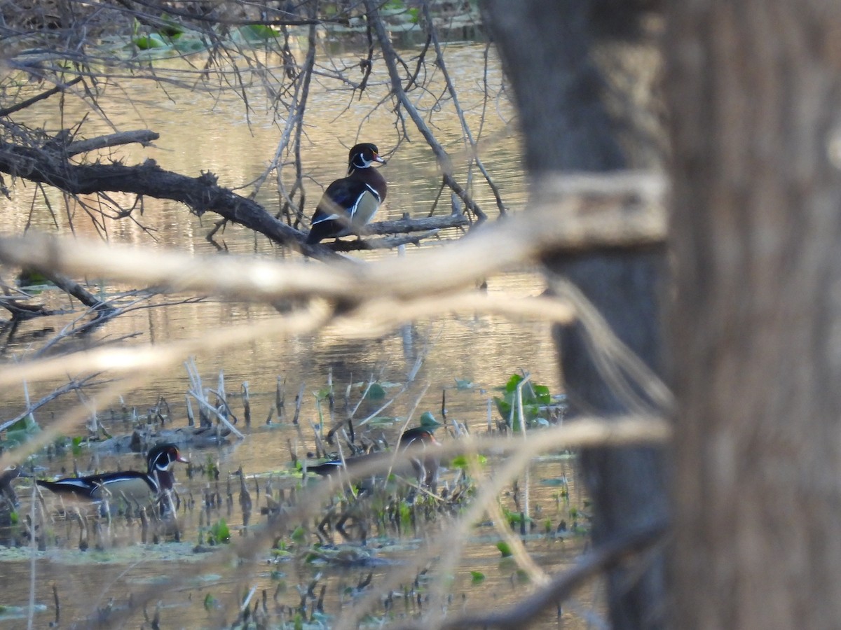Wood Duck - ML631957708