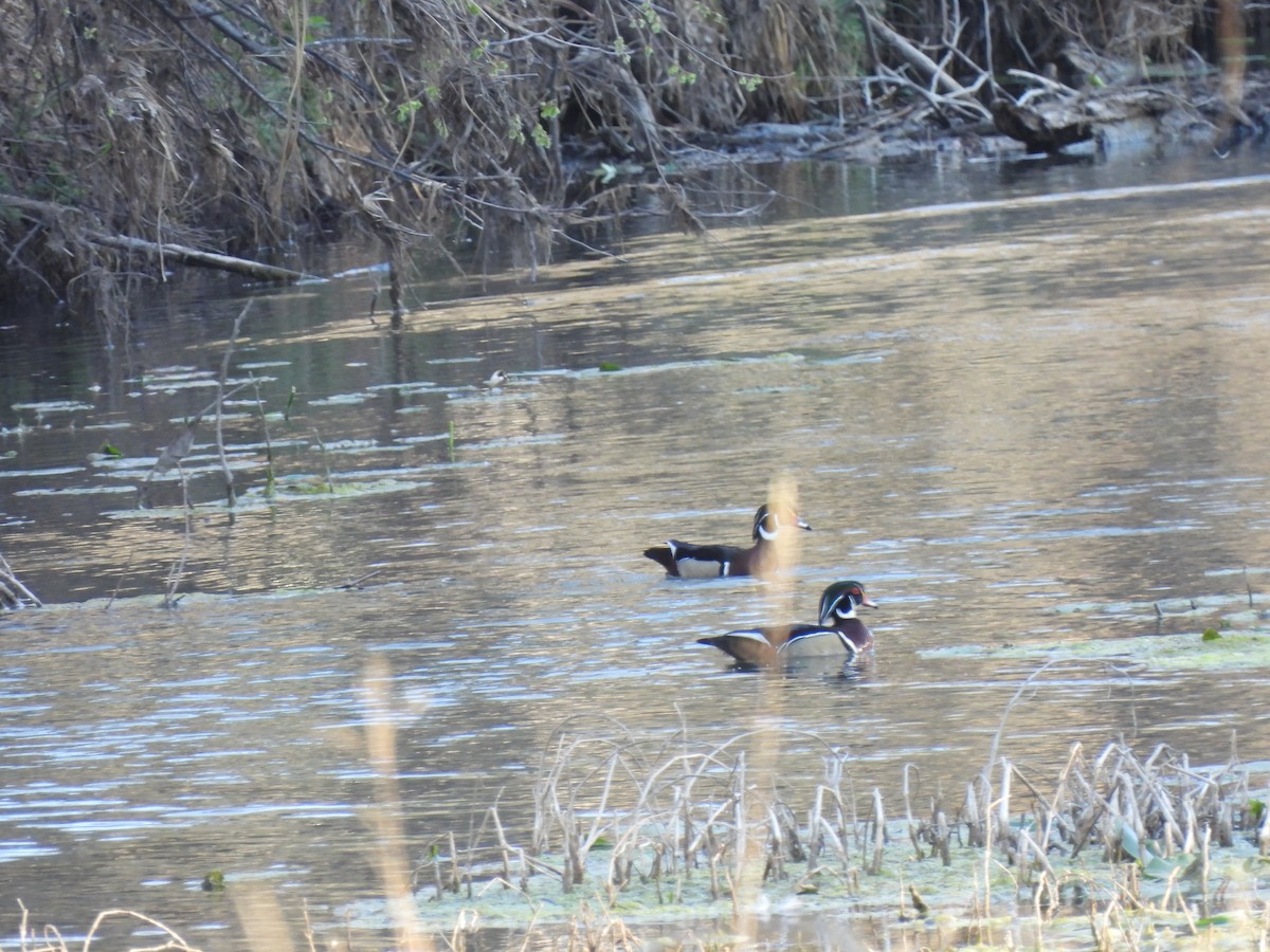 Wood Duck - ML631957709