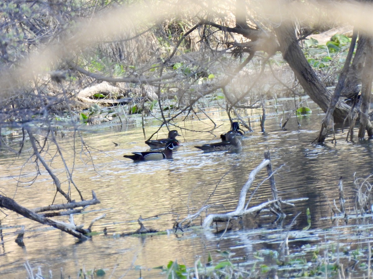 Wood Duck - ML631957711