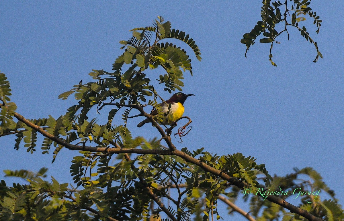 strdimil srílanský - ML631957840