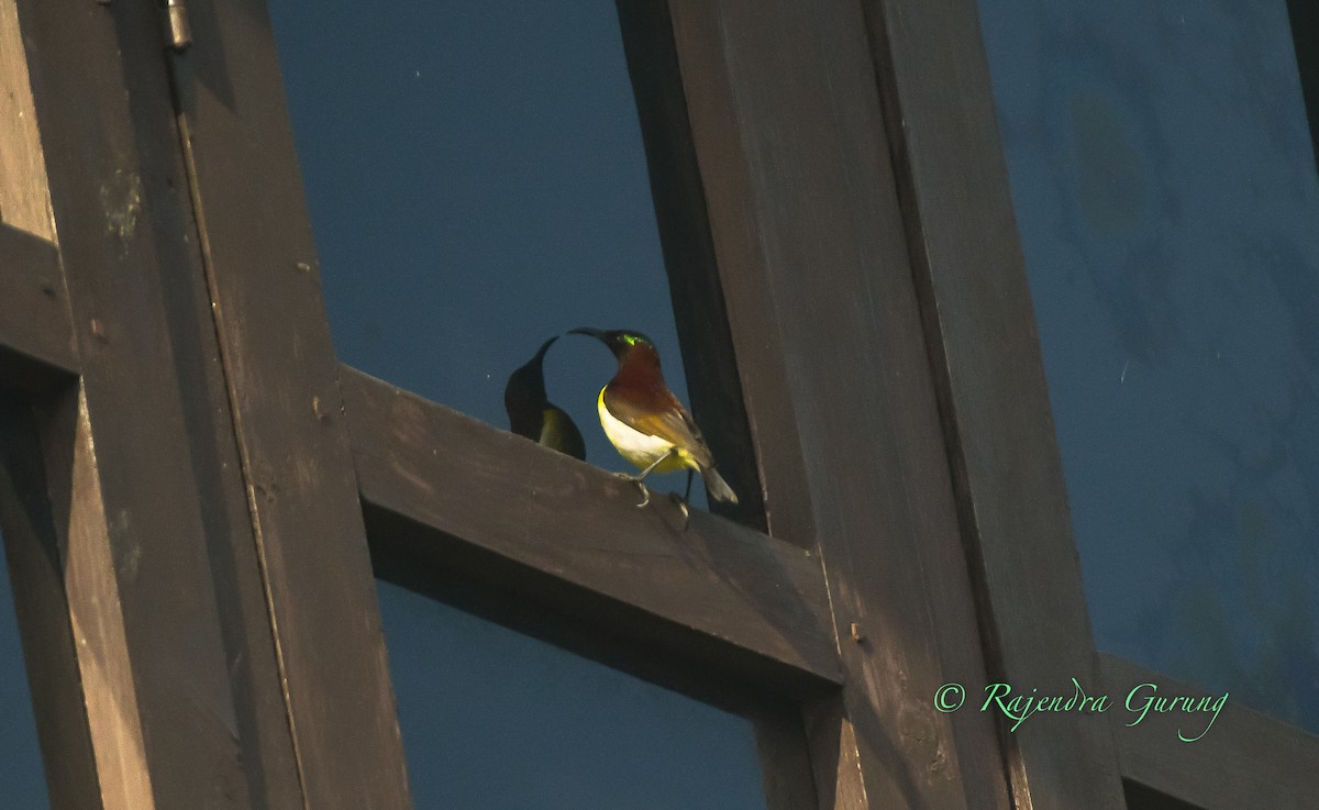 strdimil srílanský - ML631957841