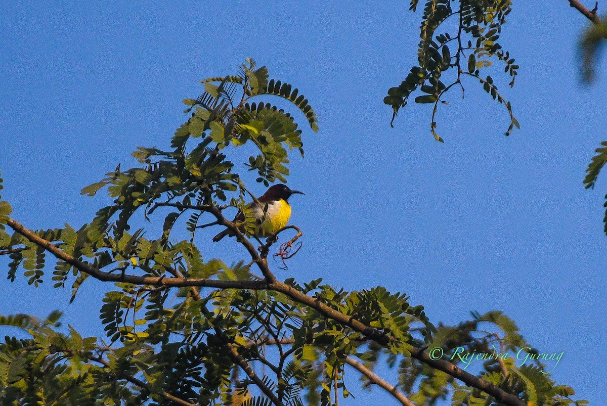 strdimil srílanský - ML631957844