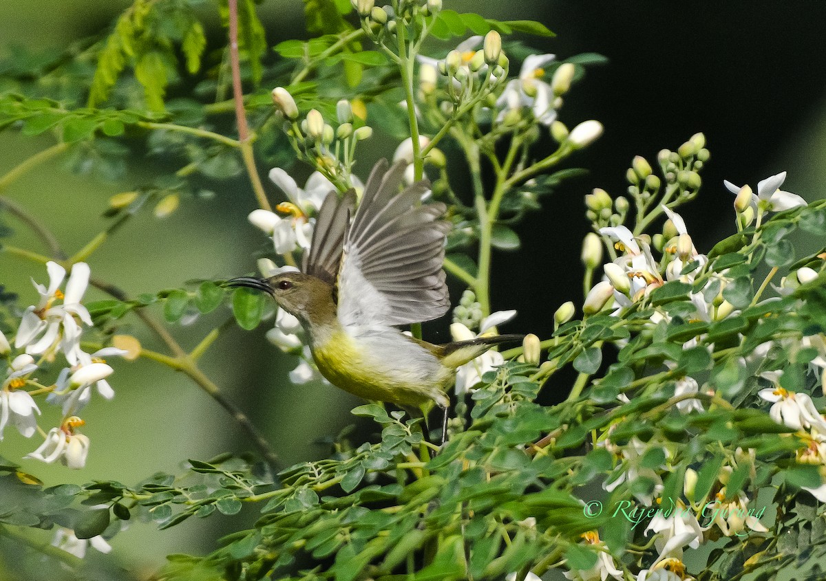 strdimil srílanský - ML631957846
