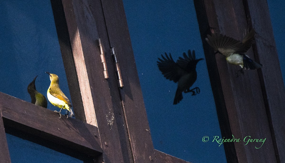 strdimil srílanský - ML631957847