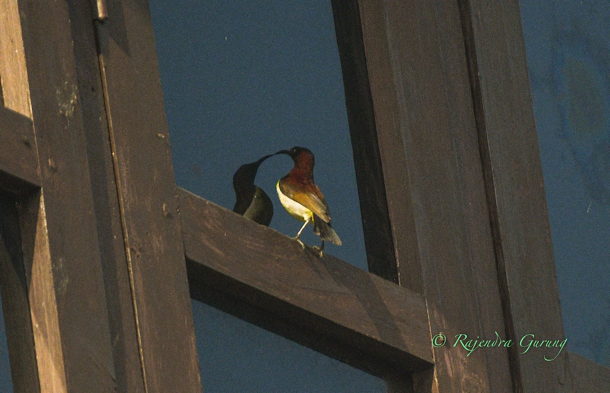 strdimil srílanský - ML631957848