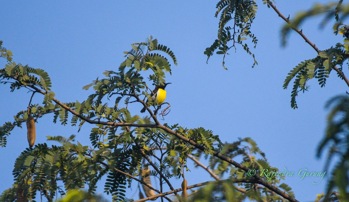 strdimil srílanský - ML631957849