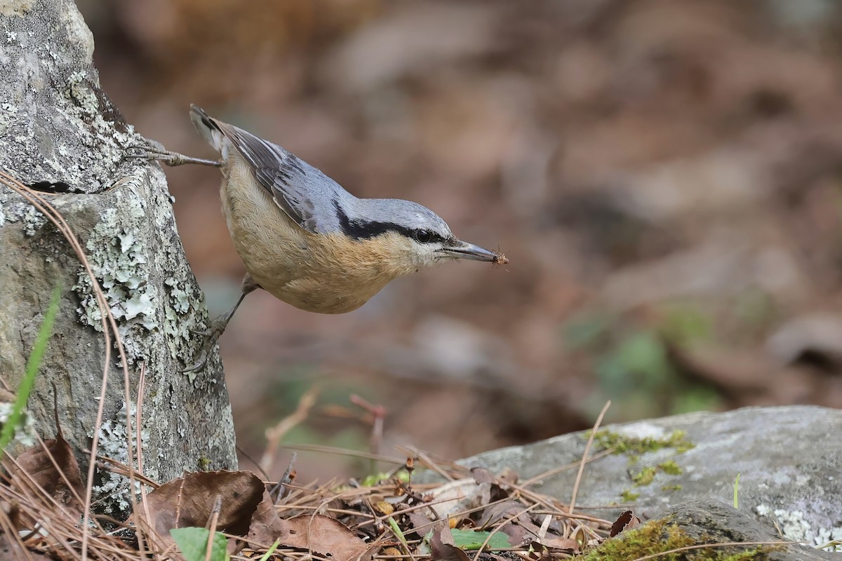 Eurasian Nuthatch - ML631958113