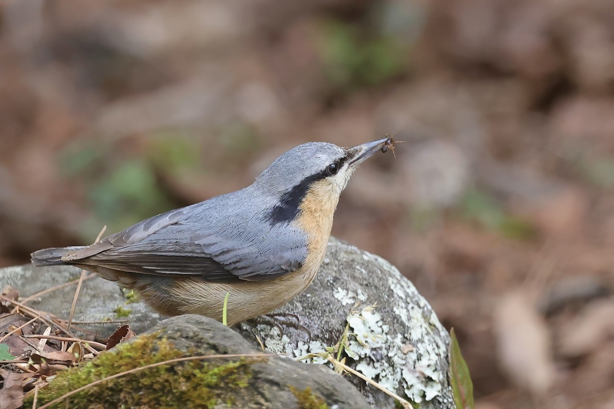 Eurasian Nuthatch - ML631958123