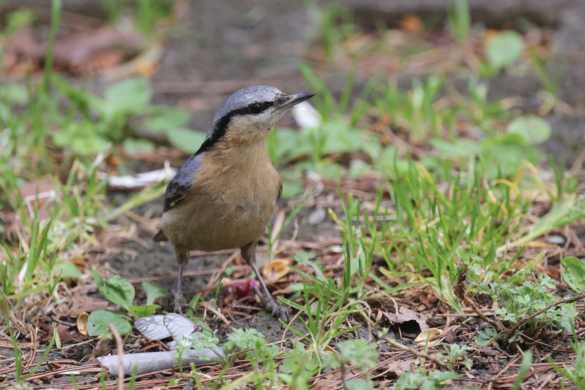 Eurasian Nuthatch - ML631958128