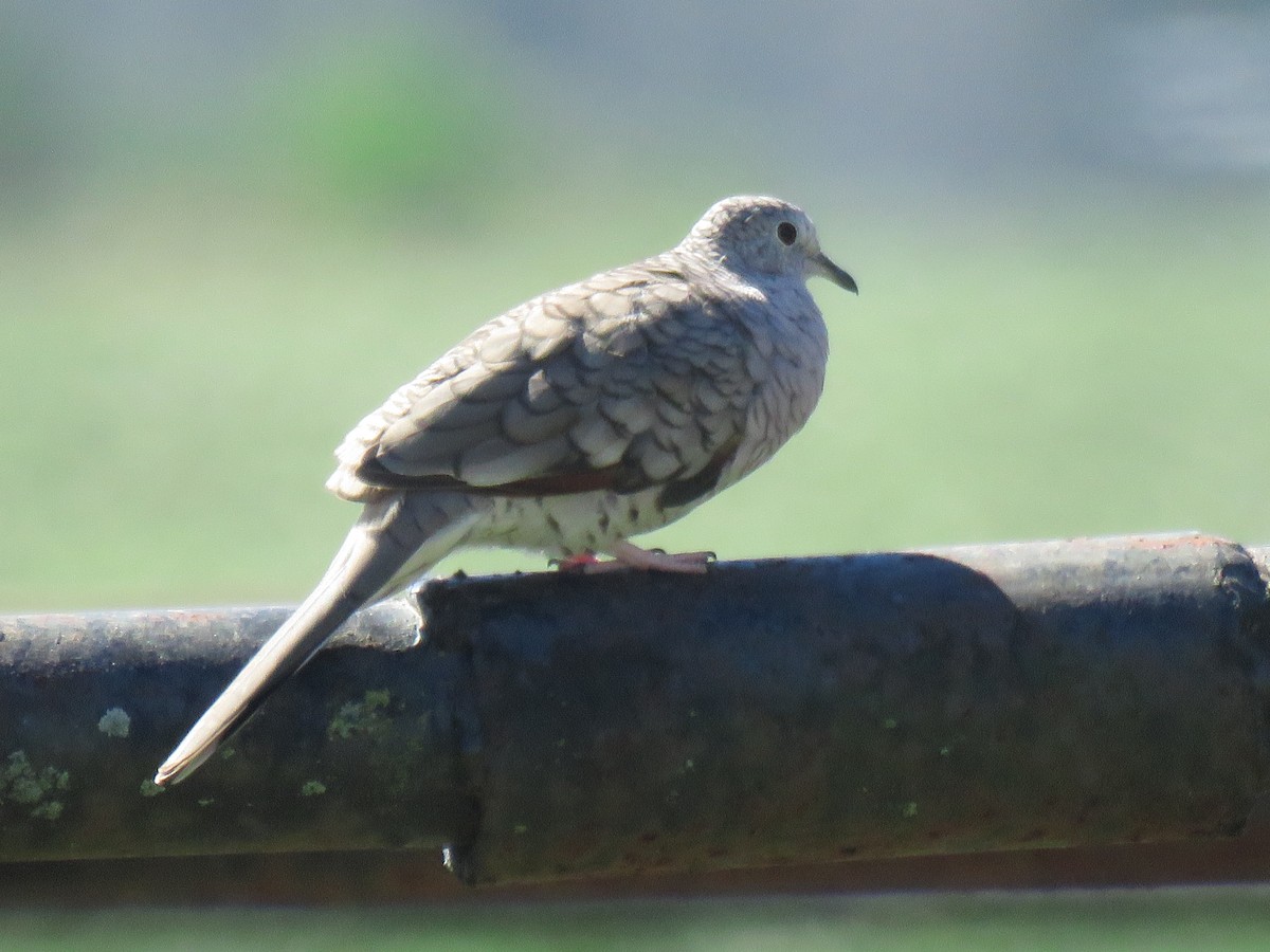 Inkatäubchen - ML631958233