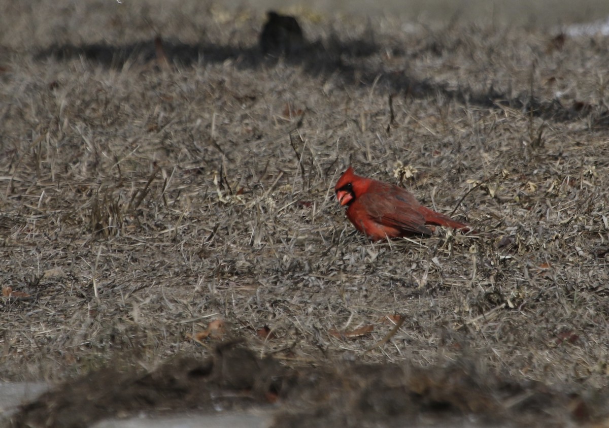 Cardinal rouge - ML631958499