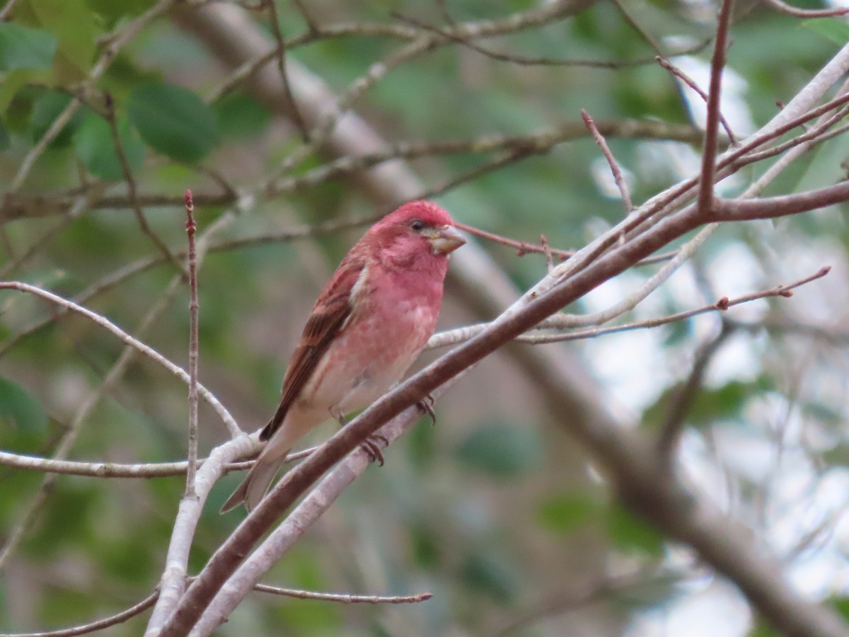 Purple Finch - ML631958612
