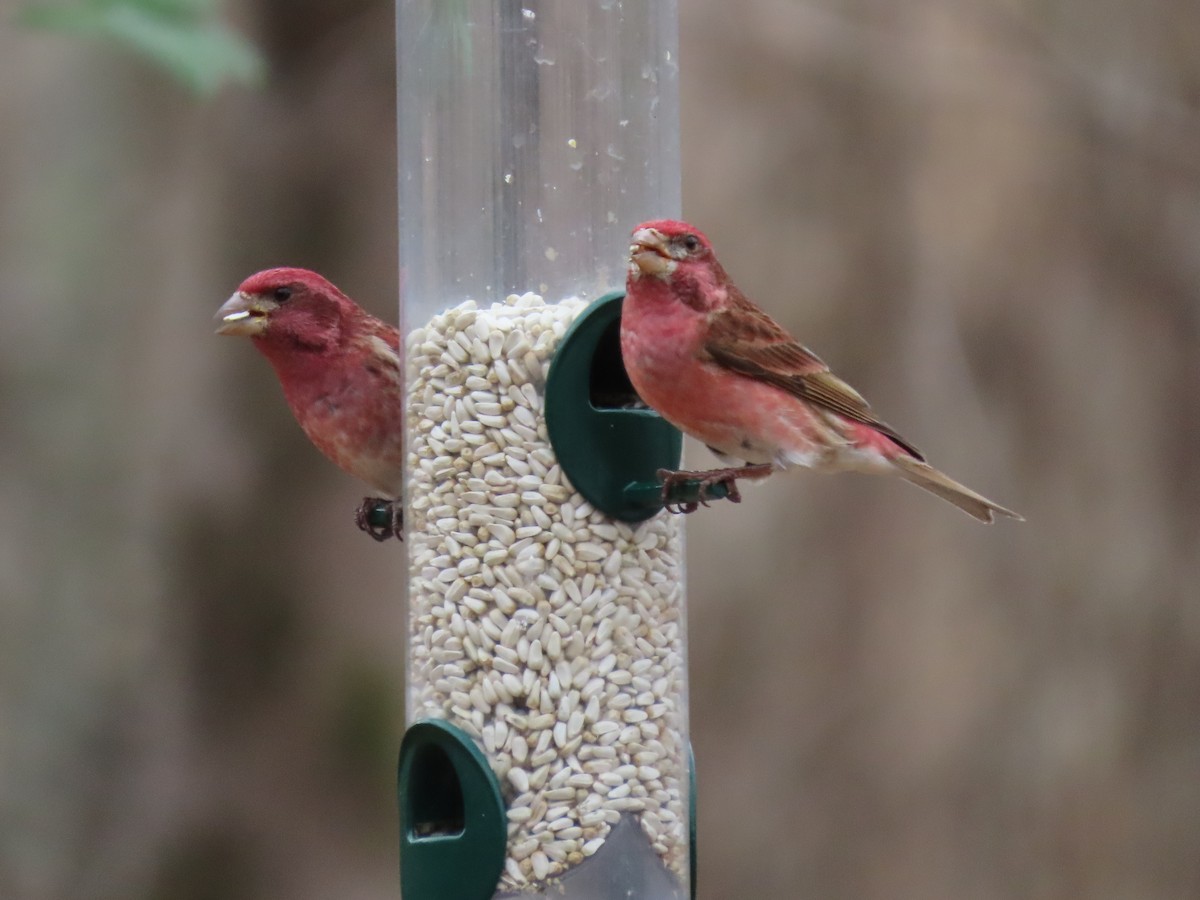 Purple Finch - ML631958613