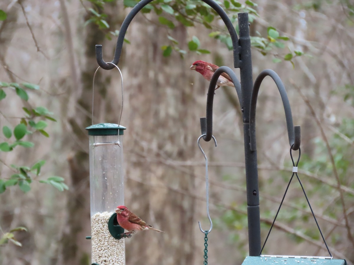 Purple Finch - ML631958614