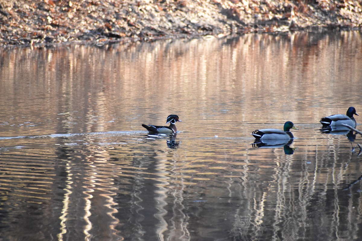 Wood Duck - ML631958621