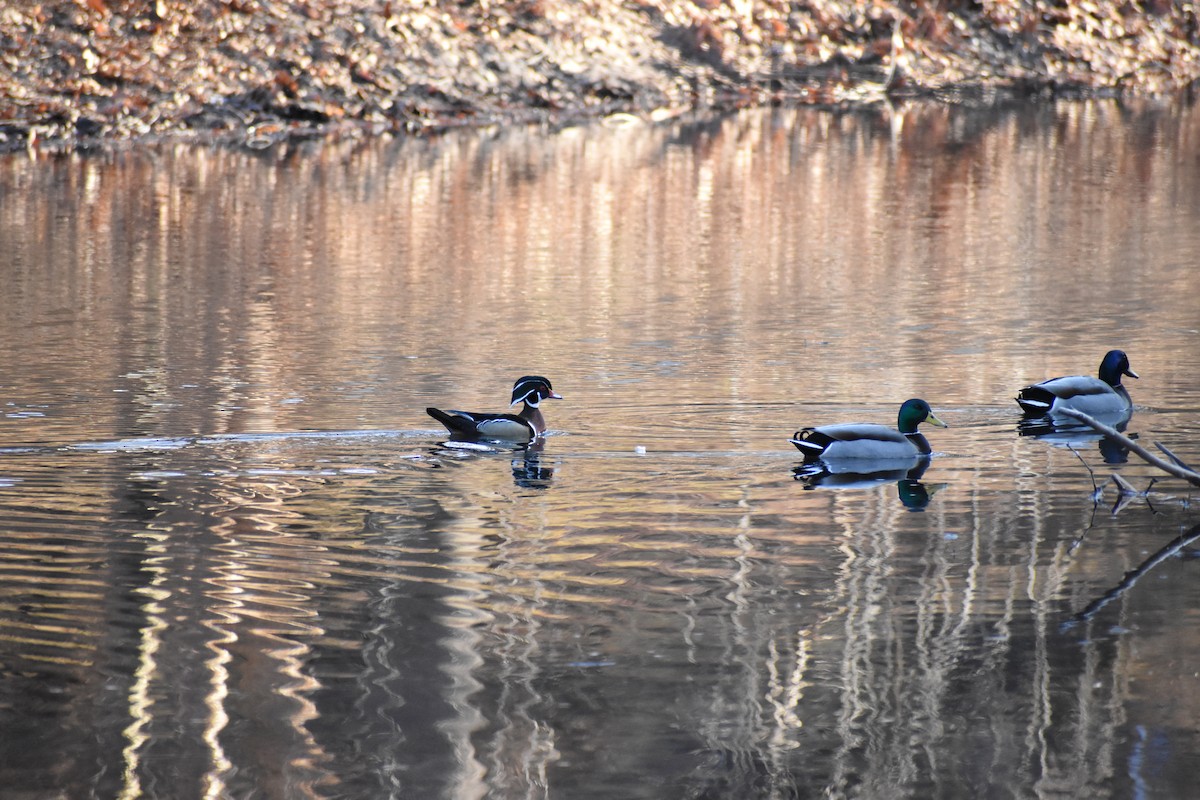 Wood Duck - ML631958623