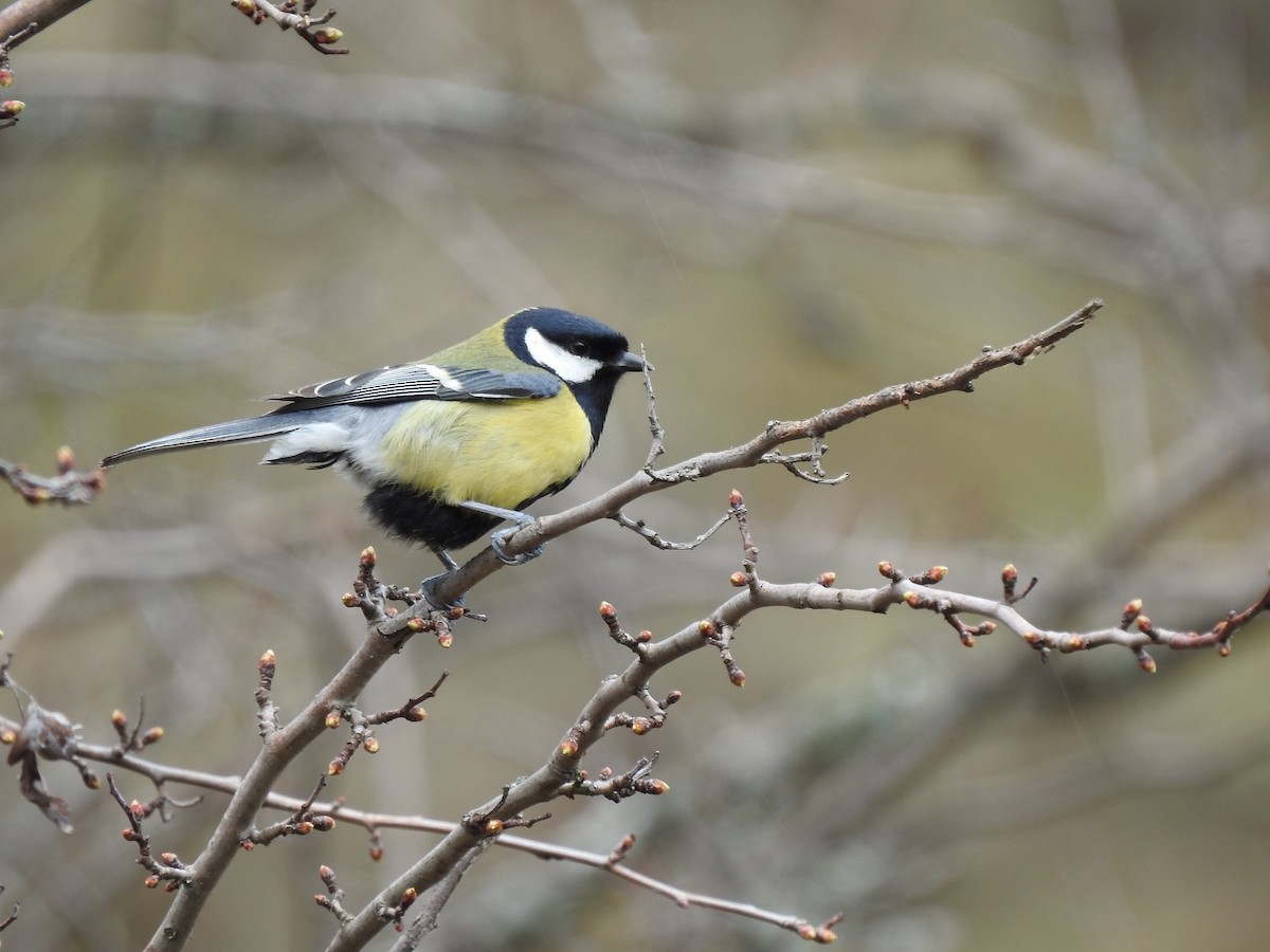 Great Tit - ML631958644