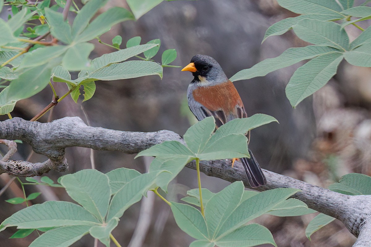 Buff-bridled Inca-Finch - ML631958645