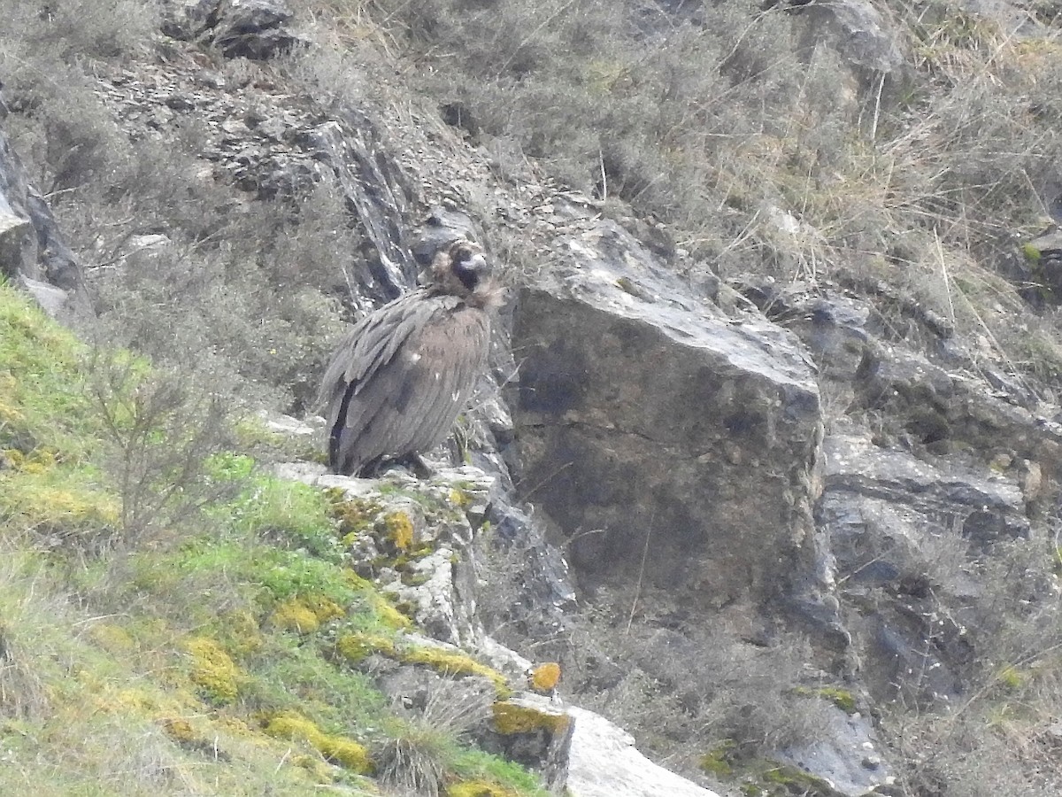 Cinereous Vulture - ML631958656
