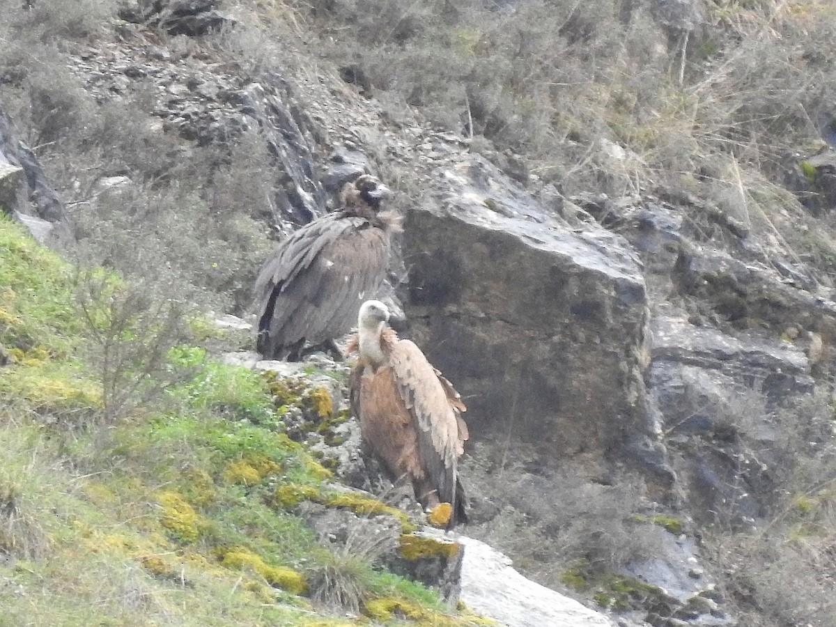 Cinereous Vulture - ML631958657