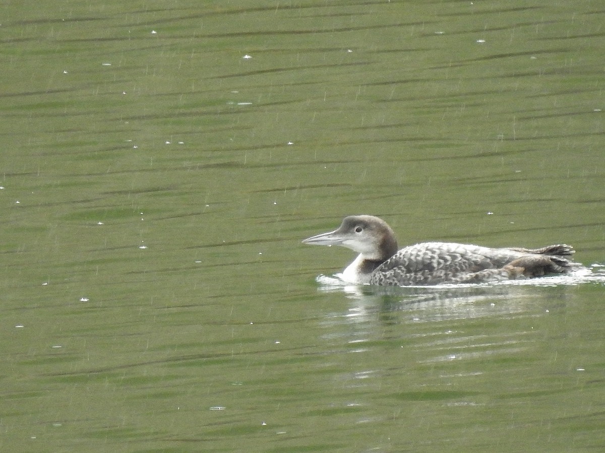 Common Loon - ML631958662