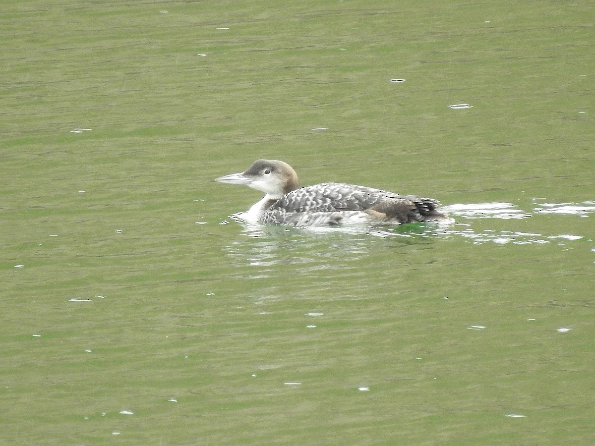 Common Loon - ML631958663