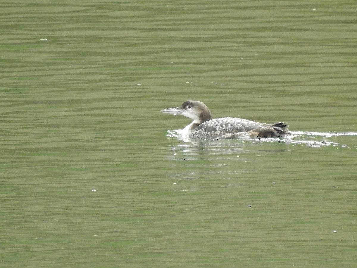 Common Loon - ML631958664